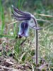 Pulsatilla pratensis