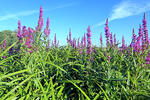 Purple loosestrife