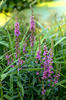 Purple loosestrife