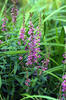 Purple loosestrife