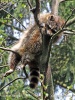 Raccoon, Common raccoon, North American raccoon, Northern raccoon