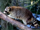 Raccoon, Common raccoon, North American raccoon, Northern raccoon