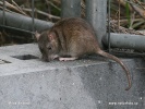 Rat brun, Surmulot