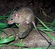 Rata africana de la hierba