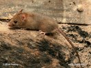 Ratolí comú