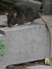 Rattus rattus