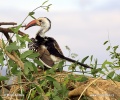 Red-billed Hornbill