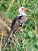 Red-billed Hornbill