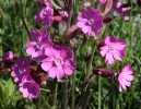 Red campion, Red catchfly