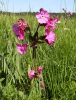 Red campion, Red catchfly