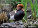 Red-crested Pochard