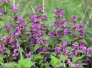 Red deadnettle, Purple deadnettle, Purple archangel