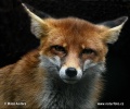 Red Fox