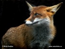 Red Fox