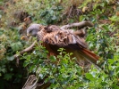 Red kite