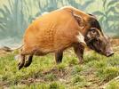 Red river hog (