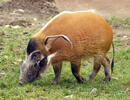 Red river hog (