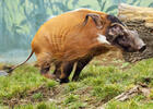 Red river hog (