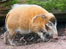 Red river hog