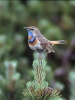 Red-spotted bluethroat