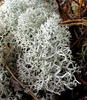 Reindeer lichen