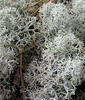 Reindeer lichen