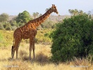 Reticulated giraffe