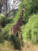 Reticulated giraffe