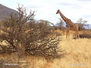 Reticulated giraffe