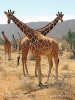 Reticulated giraffe