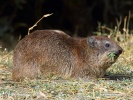 Rock hyrax