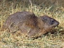 Rock hyrax