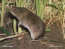 Root vole, Tundra vole