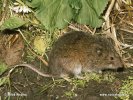 Root vole, Tundra vole