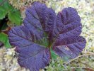 Rubus chamaemorus