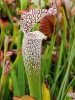 Sarracenia leucophylla