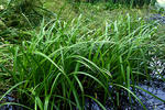Scirpus sylvaticus