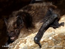 Serotine bat