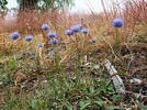 Sheep's bit scabious