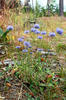 Sheep's bit scabious