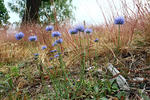 Sheep's bit scabious