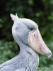 Shoebill, Whale-haeded stork