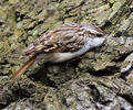 Short-toed Treecreeper