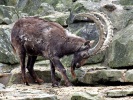 Siberian ibex