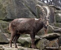 Siberian ibex