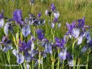 Siberian Iris