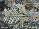 Silver Fir, European Silver Fir