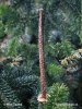 Silver Fir, European Silver Fir