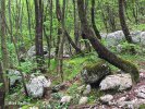 Slovenië
