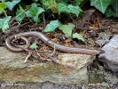 Slow worm